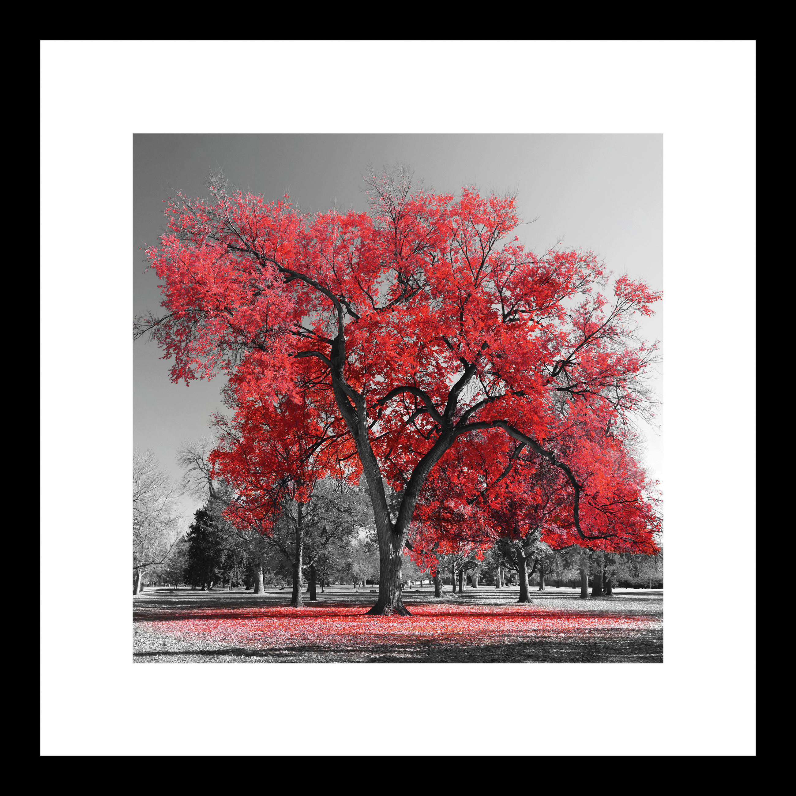 GLASBILD Bäume  - Rot/Schwarz, Basics, Glas (30/30/1,40cm) - Euroart