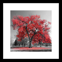 GLASBILD Bäume  - Rot/Schwarz, Basics, Glas (30/30/1,40cm) - Euroart