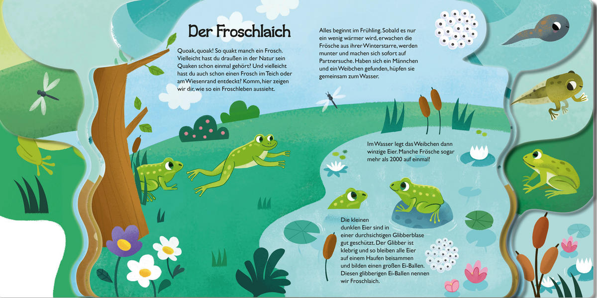 BUCH Von der kleinen Kaulquappe zum Frosch  - Multicolor, Basics, Papier (22/22/1,2cm) - Carlsen