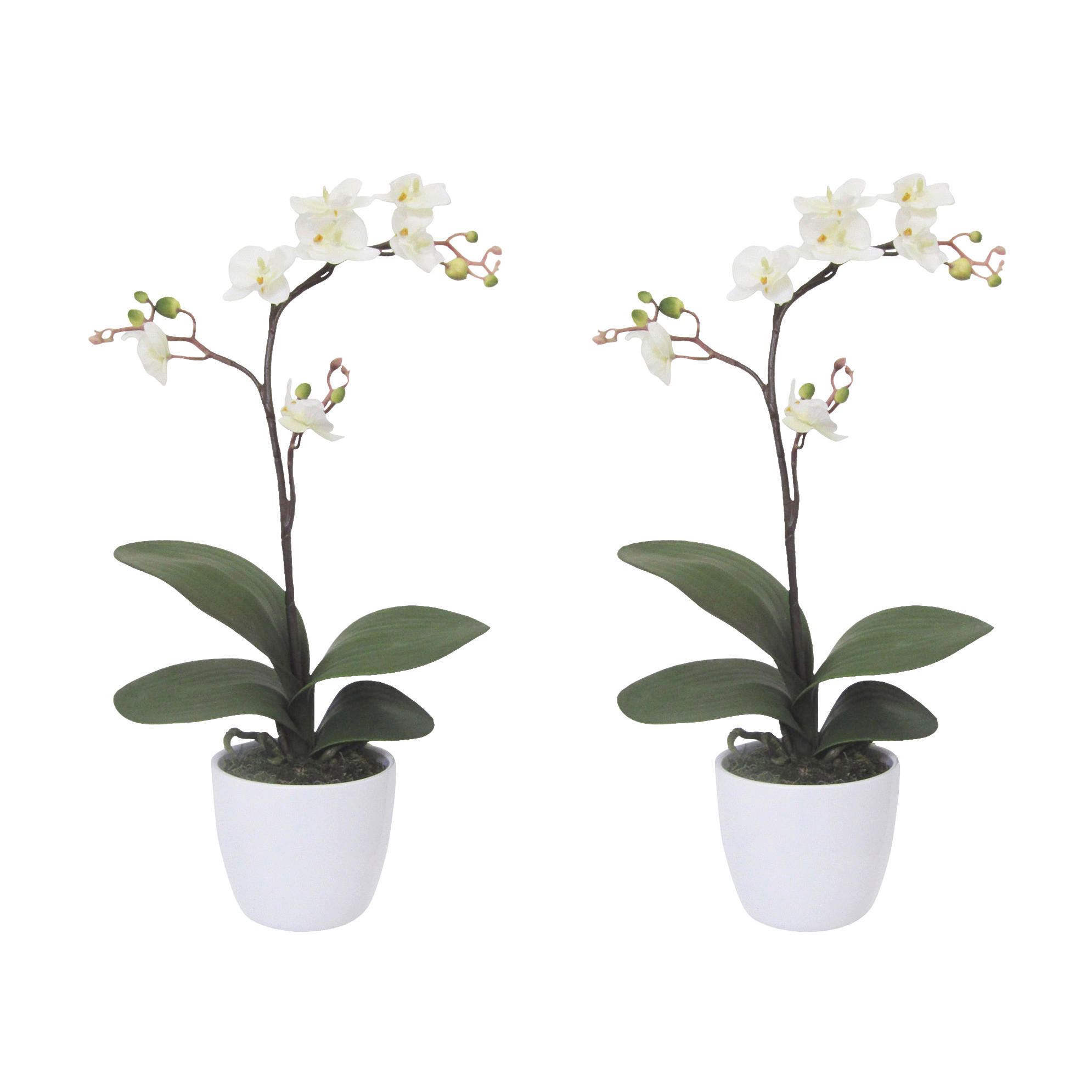 KUNSTPFLANZE Orchidee 55 cm  - Creme/Weiß, Design, Keramik/Kunststoff (55cm) - P & B