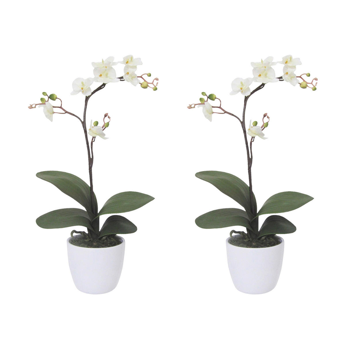 KUNSTPFLANZE Orchidee 55 cm  - Creme/Weiß, Design, Keramik/Kunststoff (55cm) - P & B