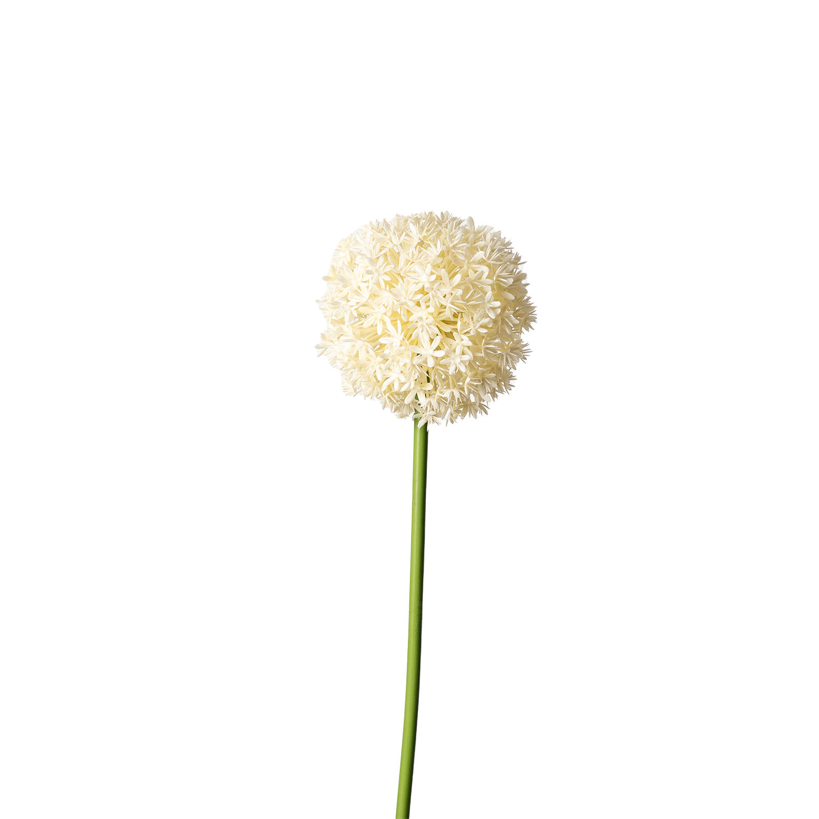 CEAPĂ ORNAMENTALĂ - alb/crem, Basics, plastic (90cm)