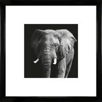 KUNSTDRUCK Tiere 55/55/1,5 cm  - Schwarz Hochglanz/Schwarz, Basics, Holz (55/55/1,5cm)