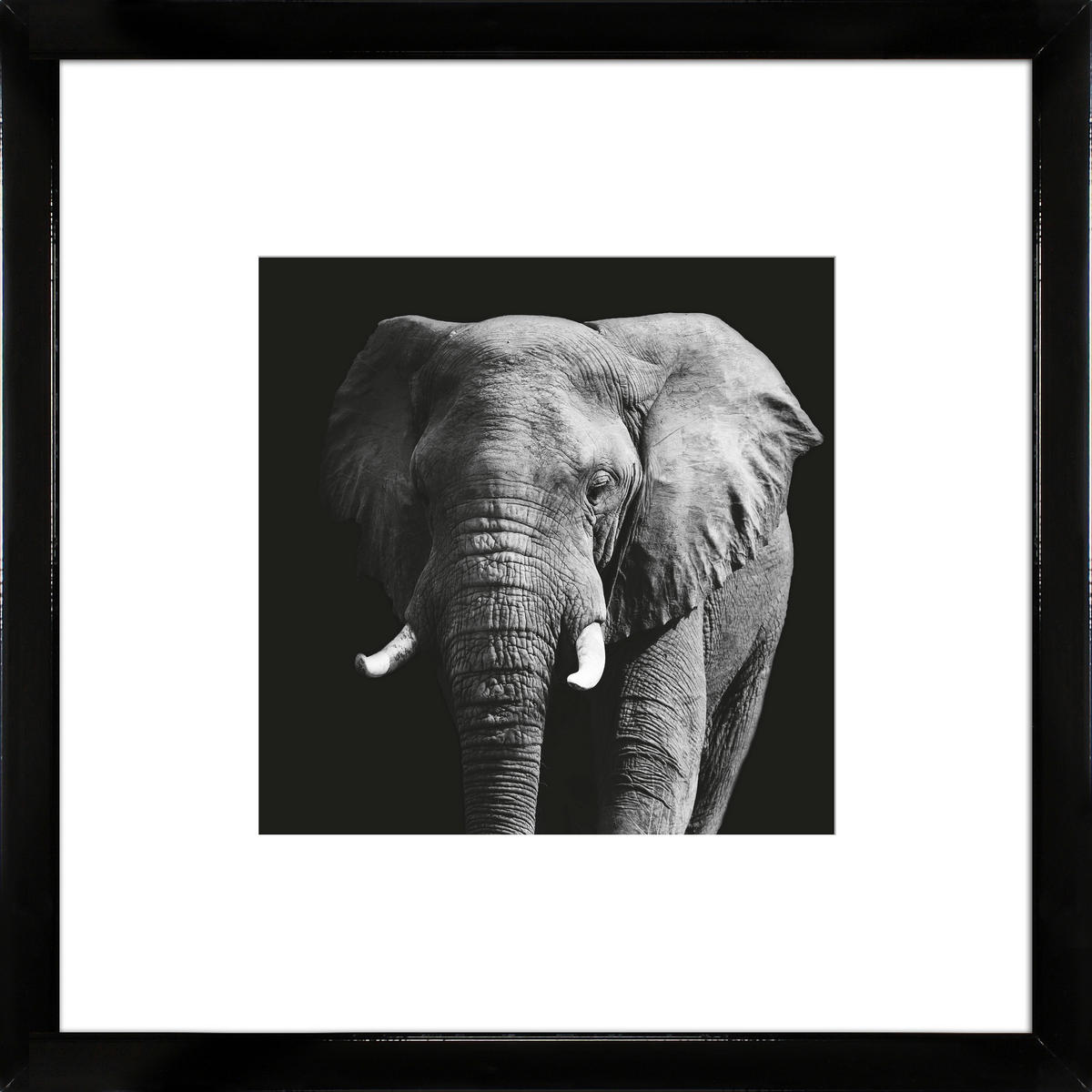 KUNSTDRUCK Tiere 55/55/1,5 cm  - Schwarz Hochglanz/Schwarz, Basics, Holz (55/55/1,5cm)