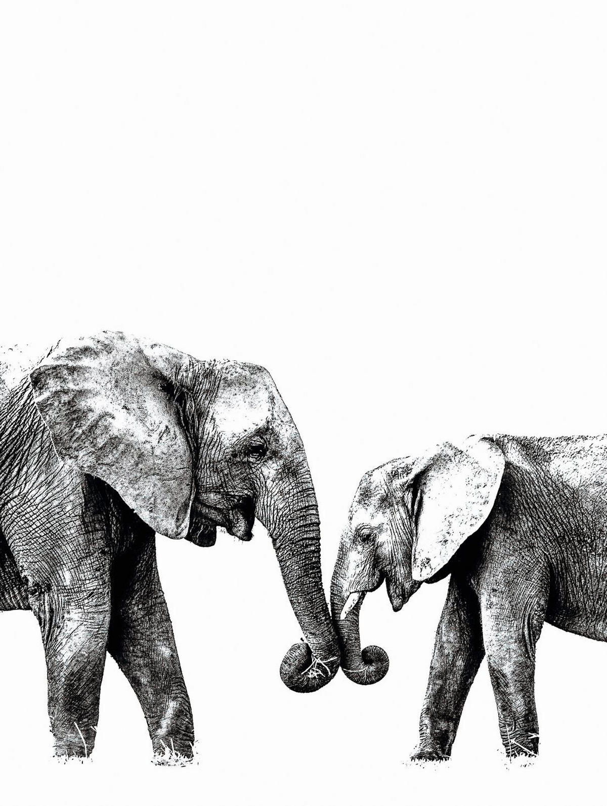 BILD Tiere  - Schwarz/Weiß, Basics, Holz/Kunststoff (30/40/2cm) - Reinders!