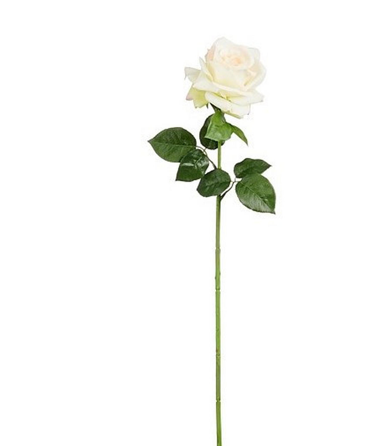 RŮŽE 65 cm - krémová, Basics (65cm)