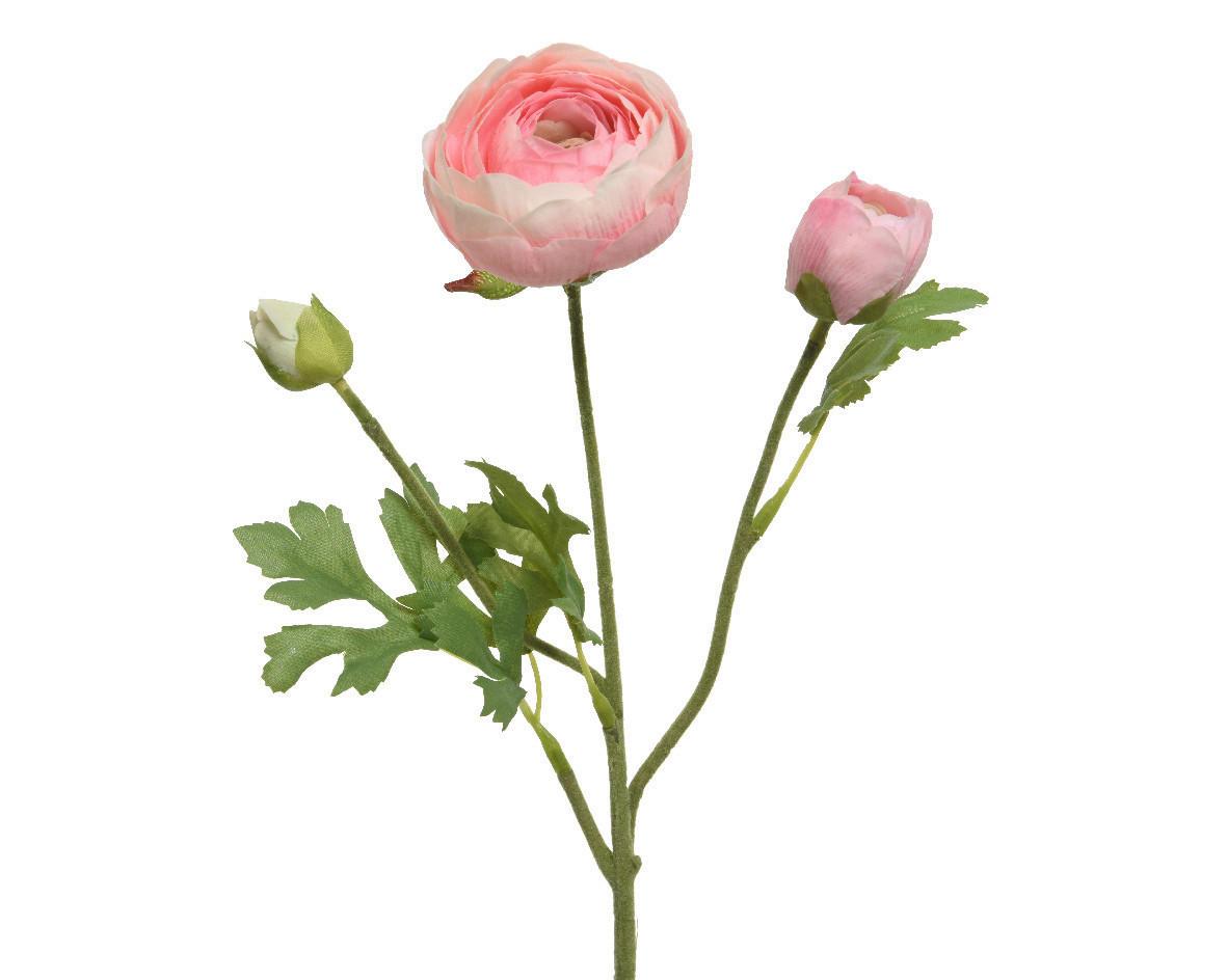RANUNCULUS - Basics (10,00/5,00/51,00cm)