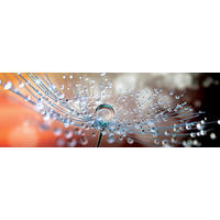 OBRAZ NA SKLE, květiny, 98/33/1,4 cm - vícebarevná, Natur, sklo (98/33/1,4cm) - Euroart