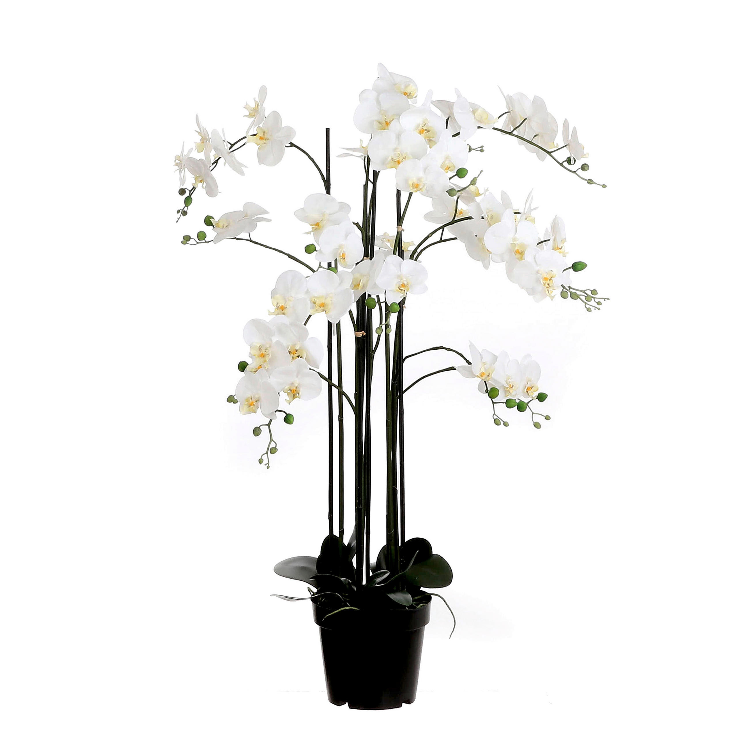 XXXL ORCHIDEJ