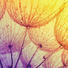 GLASBILD - Multicolor, Natur, Glas (20/20/1,40cm) GLASBILD - Multicolor, Natur, Glas (20/20/1,40cm)