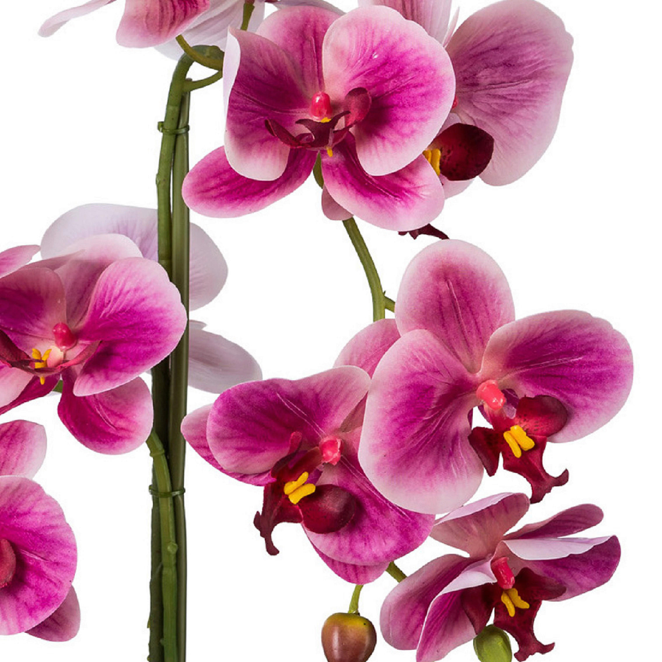 KUNSTPFLANZE Orchidee 52 cm  - Dunkelrosa/Schwarz, Design, Keramik/Kunststoff (52cm) - P & B