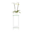 BLUMENTISCH Glas, Holzwerkstoff  - Klar/Weiß, Design, Glas/Holzwerkstoff (25/25/60cm) - Carryhome