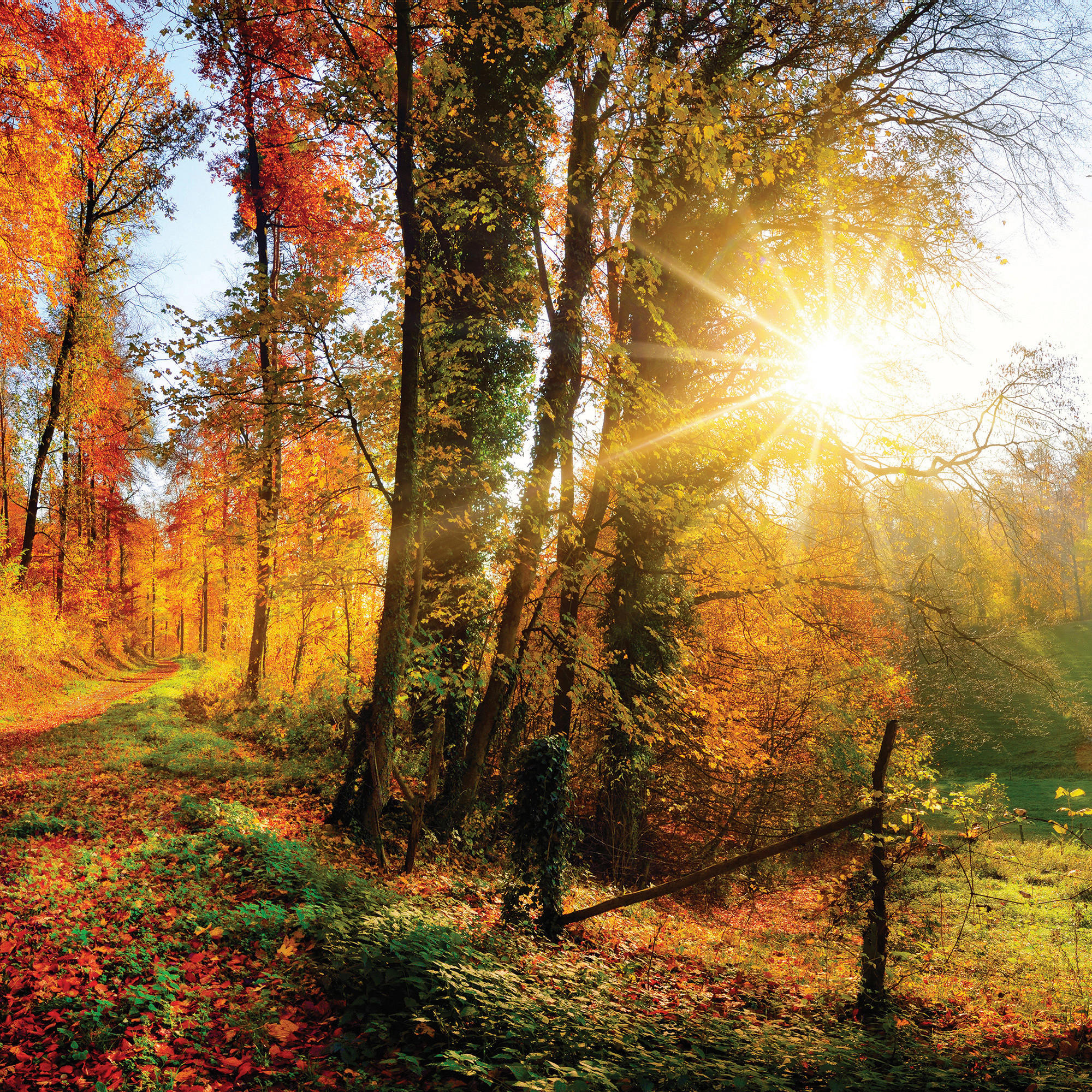 GLASBILD Landschaft & Natur  - Multicolor, Natur, Glas (30/30/1,40cm) - Euroart