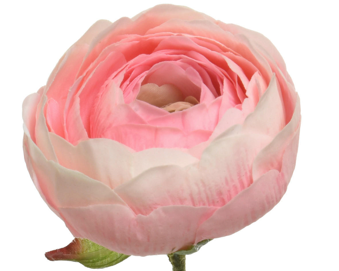 RANUNCULUS - Basics (10,00/5,00/51,00cm)