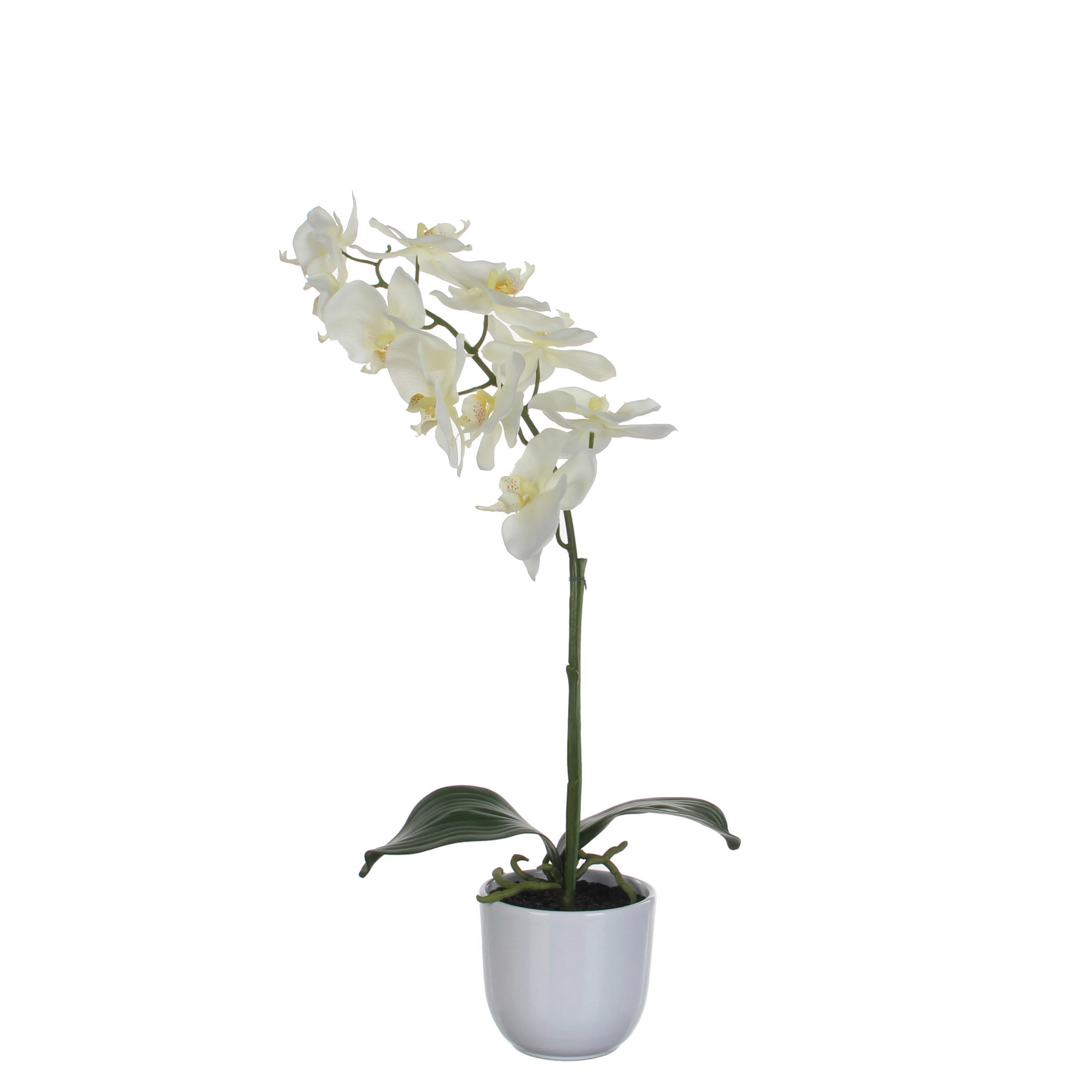 PHALAENOPSIS ORHIDEJA - bela, Osnovno, plastika (16/16cm)