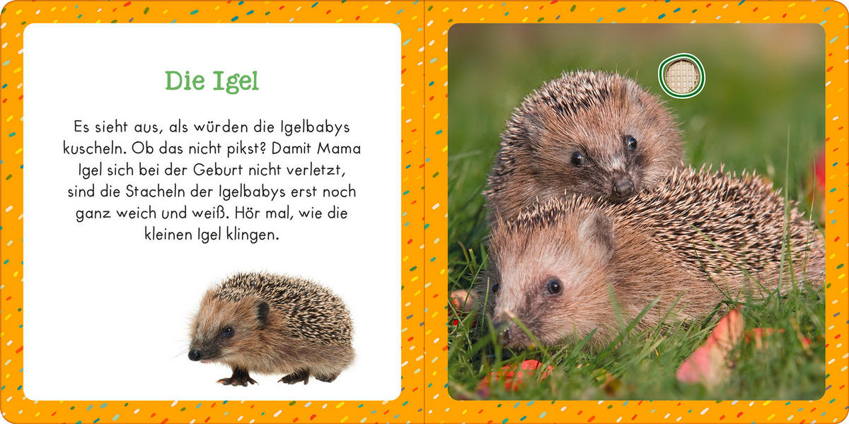 SOUNDBUCH  - Basics (16/16/1,8cm) - Carlsen