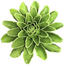DEKOBLUME - Grün, Natur, Keramik (13/4cm) - Ambia Home DEKOBLUME - Grün, Natur, Keramik (13/4cm) - Ambia Home