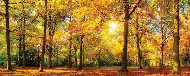 Euroart SKLENENÝ OBRAZ, krajina a príroda, 50/125 cm