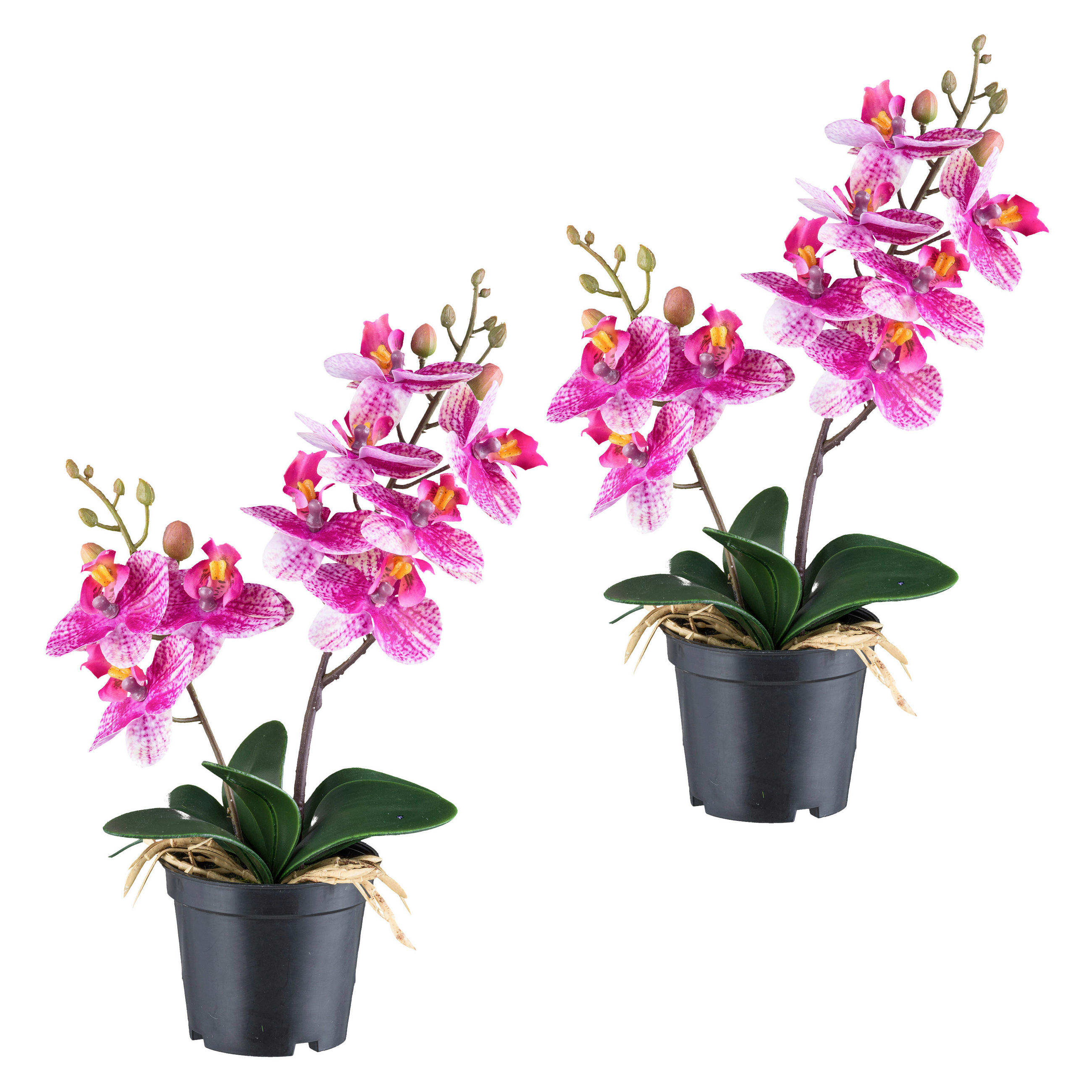 KUNSTPFLANZE Orchidee 28 cm  - Pink/Schwarz, Design, Kunststoff (28cm) - P & B