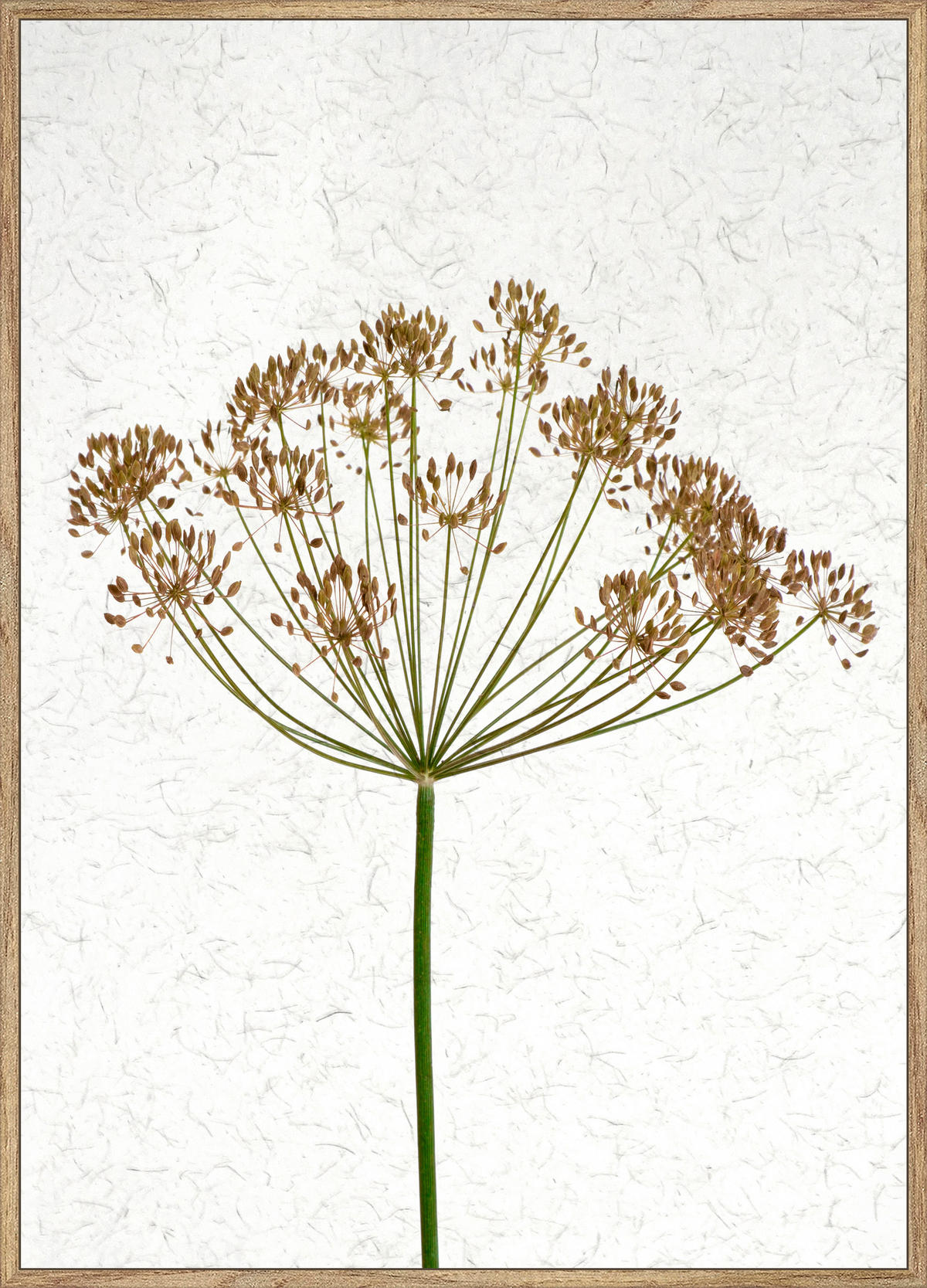 KUNSTDRUCK 51,2/71,2 cm  - Eichefarben/Multicolor, Basics, Papier/Holzwerkstoff (51,2/71,2cm) - Monee