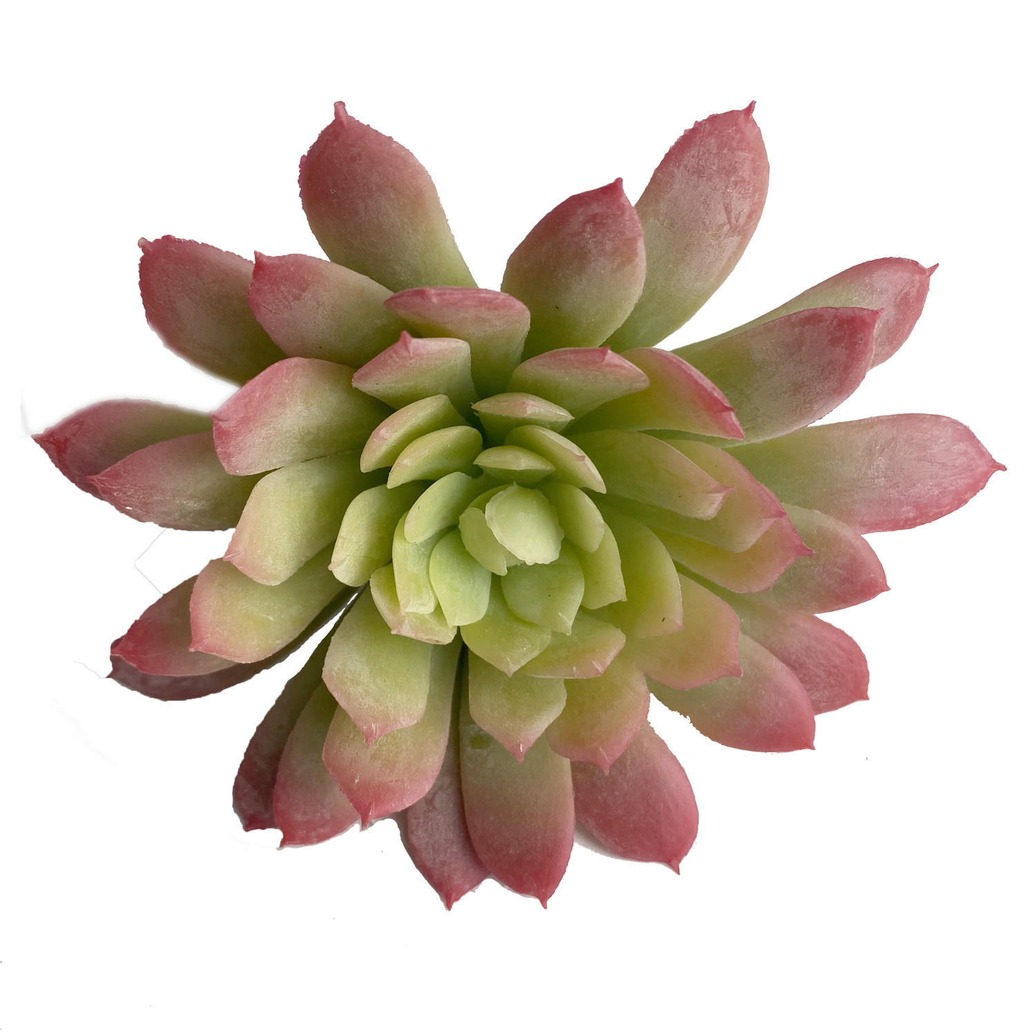 SUKKULENTE 19 cm  - Dunkelgrün, Basics (19cm)