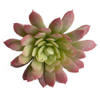 SUKKULENTE 19 cm  - Dunkelgrün, Basics (19cm)