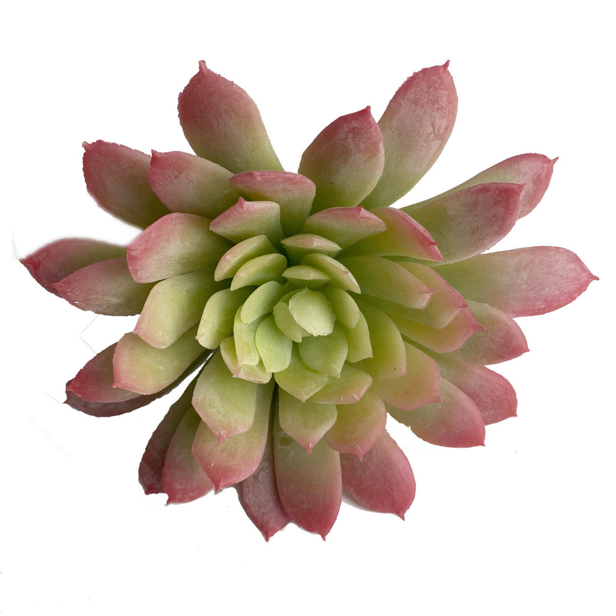 SUKKULENTE 19 cm  - Dunkelgrün, Basics (19cm)