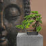 KUNSTPFLANZE Bonsai - Grün, Kunststoff (40/40cm) KUNSTPFLANZE Bonsai - Grün, Kunststoff (40/40cm)