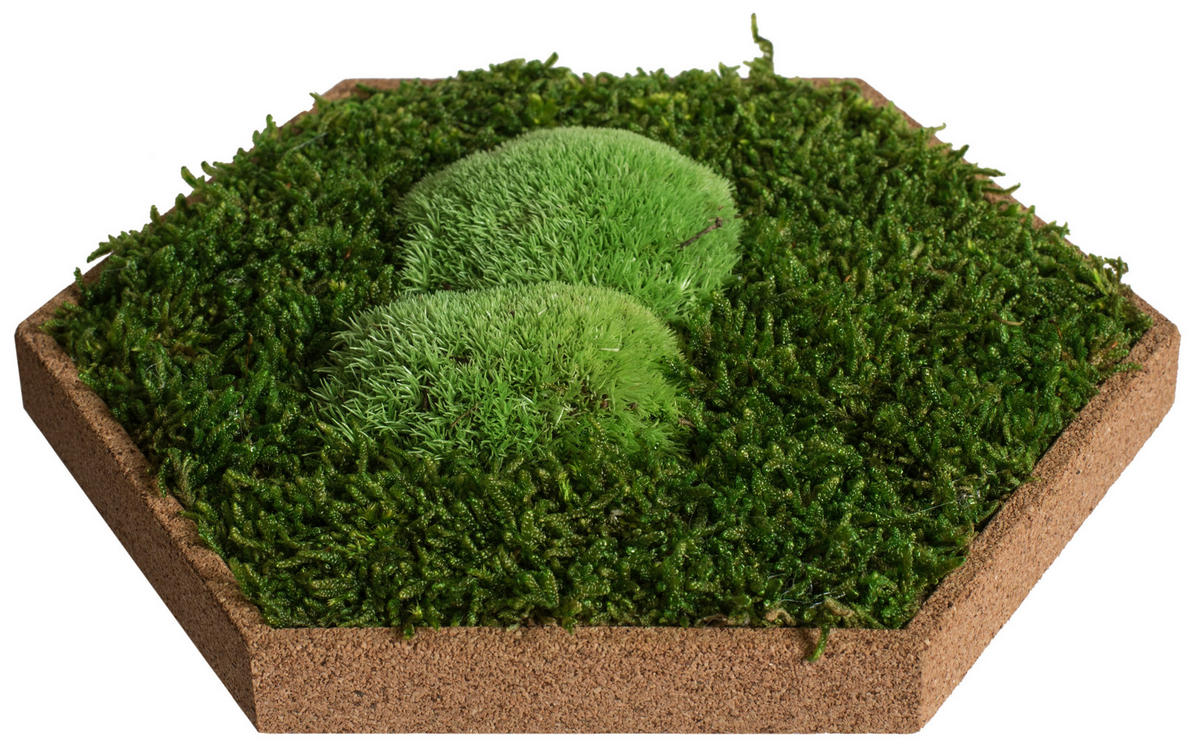 MOOSPANEEL Stylegreen  - Hellbraun/Grün, Basics, Naturmaterialien/Holz (19/22cm)