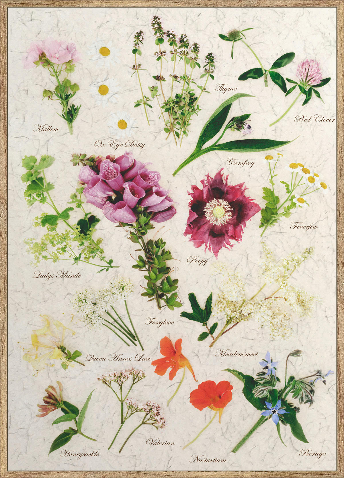 UMELECKÁ TLAČ, kvety, 51,2/71,2 cm  - viacfarebná/farba duba, Basics, kompozitné drevo/papier (51,2/71,2cm) - Monee