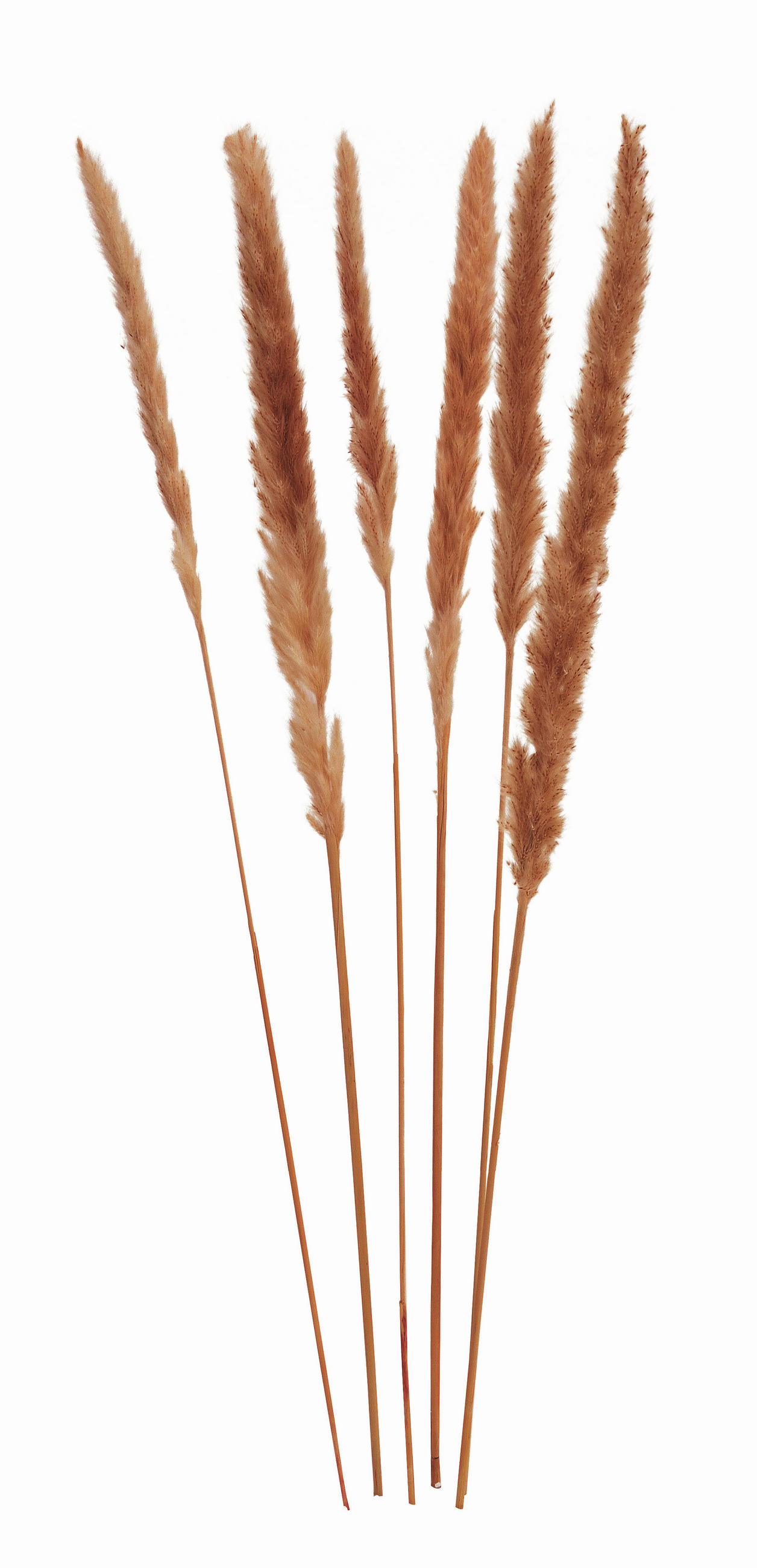 TROCKENBLUME  - Braun, Basics, Naturmaterialien (75cm)