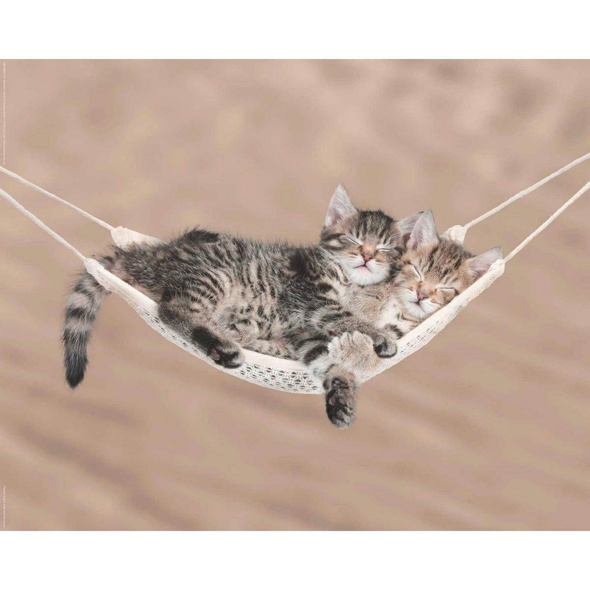 POSTER 40/50 cm  - Multicolor, KONVENTIONELL, Papier (40/50cm) - Reinders!