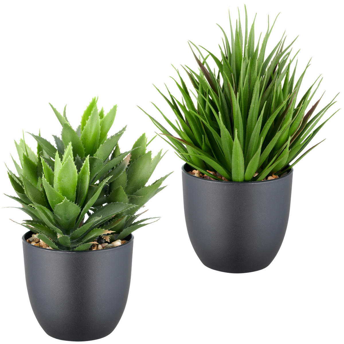 SUKKULENTE Sukkulente 21 cm  - Schwarz/Grün, Basics, Kunststoff (21cm) - P & B