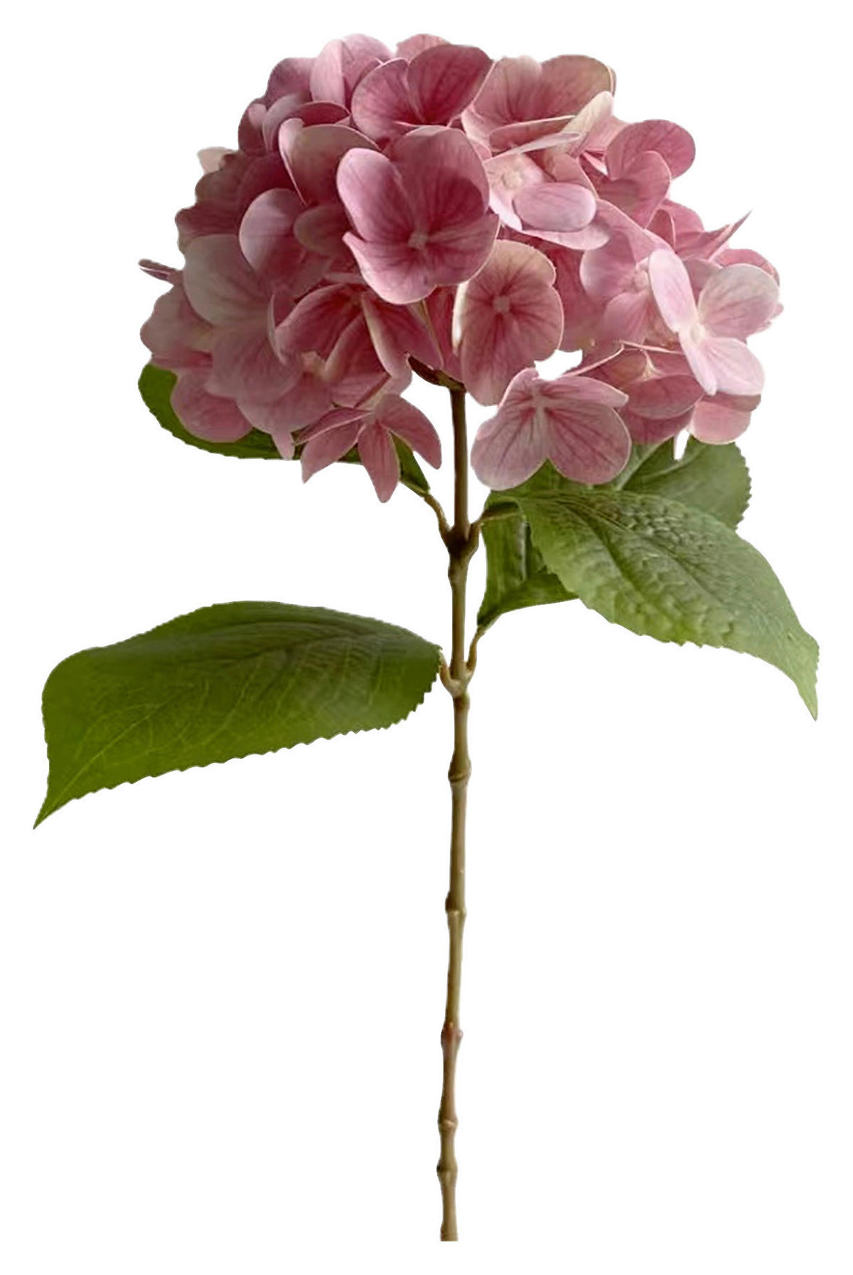 HORTENZIA - világos rózsaszín, Basics (60cm)