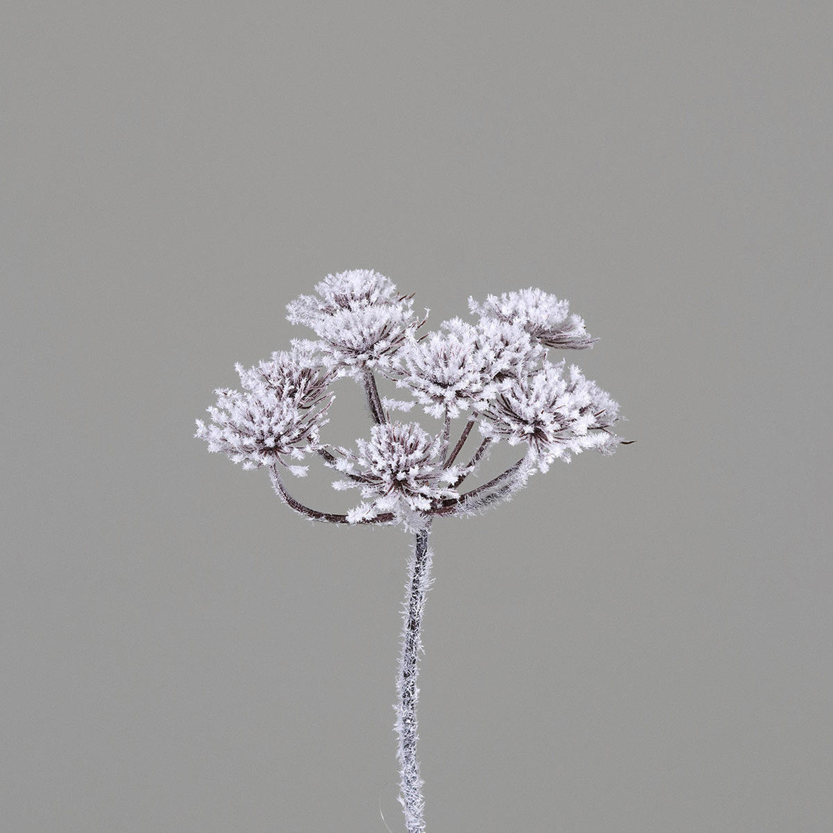 DEKOZWEIG  - ROMANTIK / LANDHAUS, Kunststoff (77cm) - X-Mas