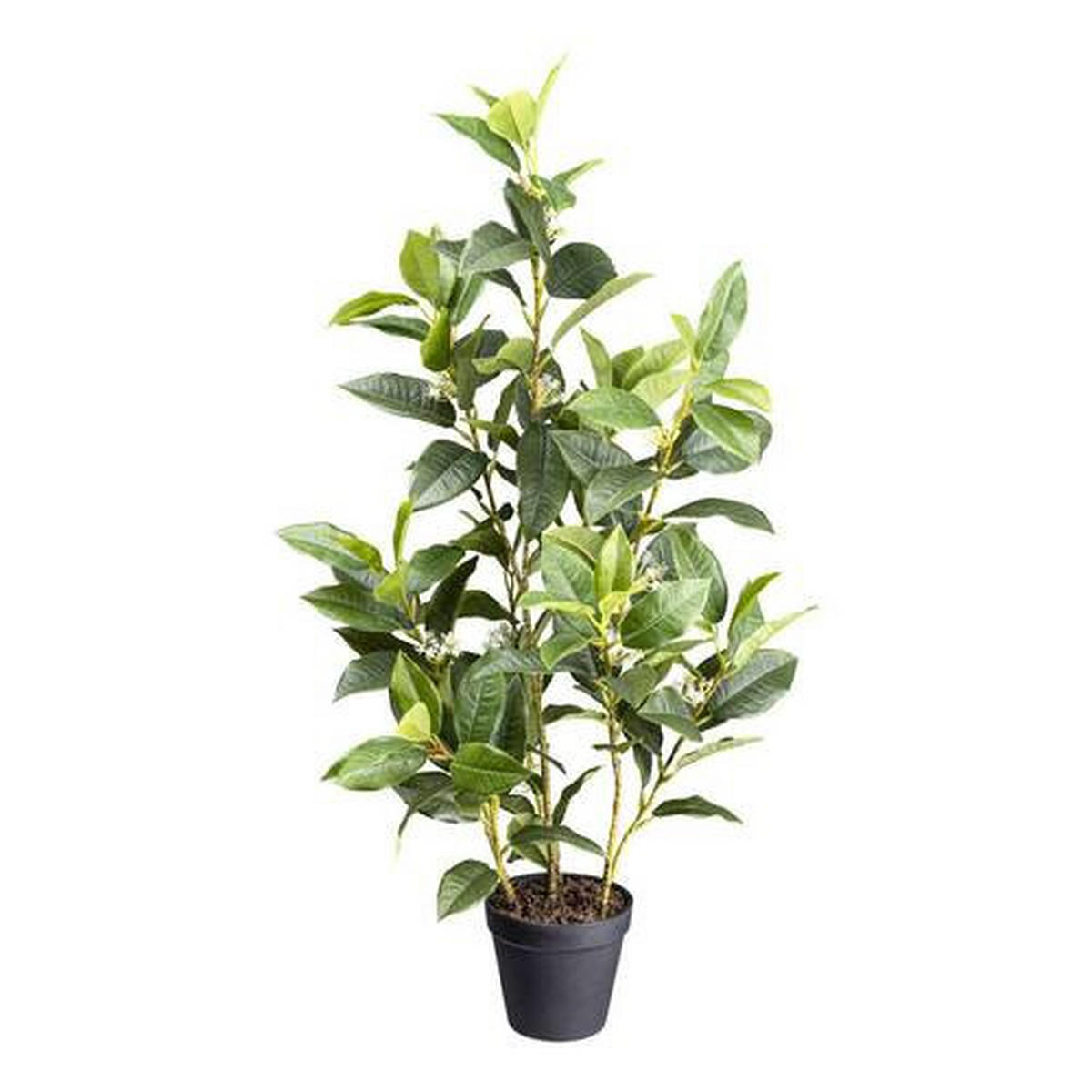 KUNSTPFLANZE Duftblüten 65 cm  - Schwarz/Braun, Design, Kunststoff (65cm) - P & B