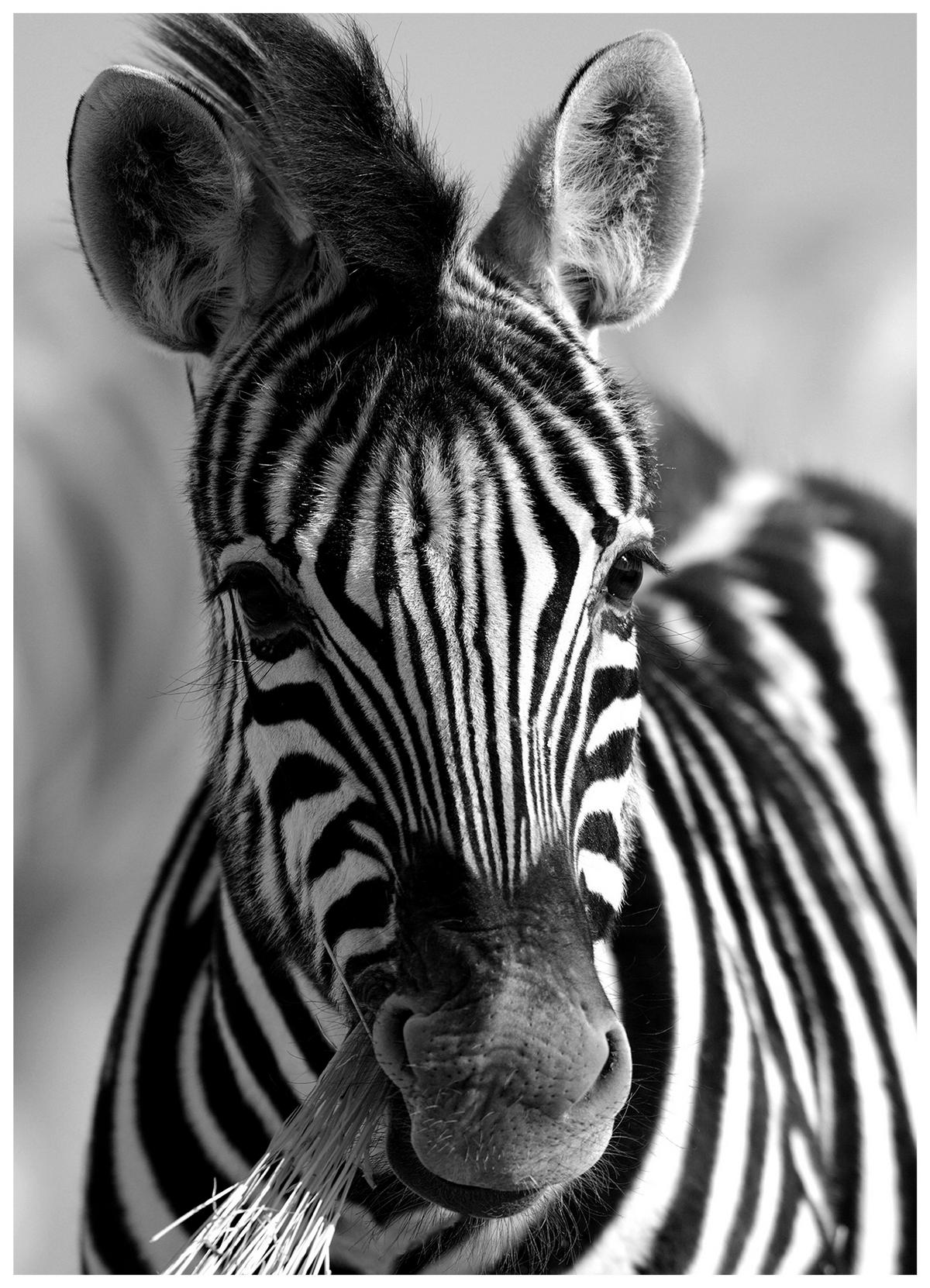 KUNSTDRUCK 50/70 cm  - Multicolor, LIFESTYLE, Holzwerkstoff/Textil (50/70cm) - Monee