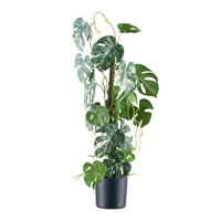 KUNSTPFLANZE Split Philodendron 66 cm  - Schwarz/Braun, Design, Kunststoff (66cm)
