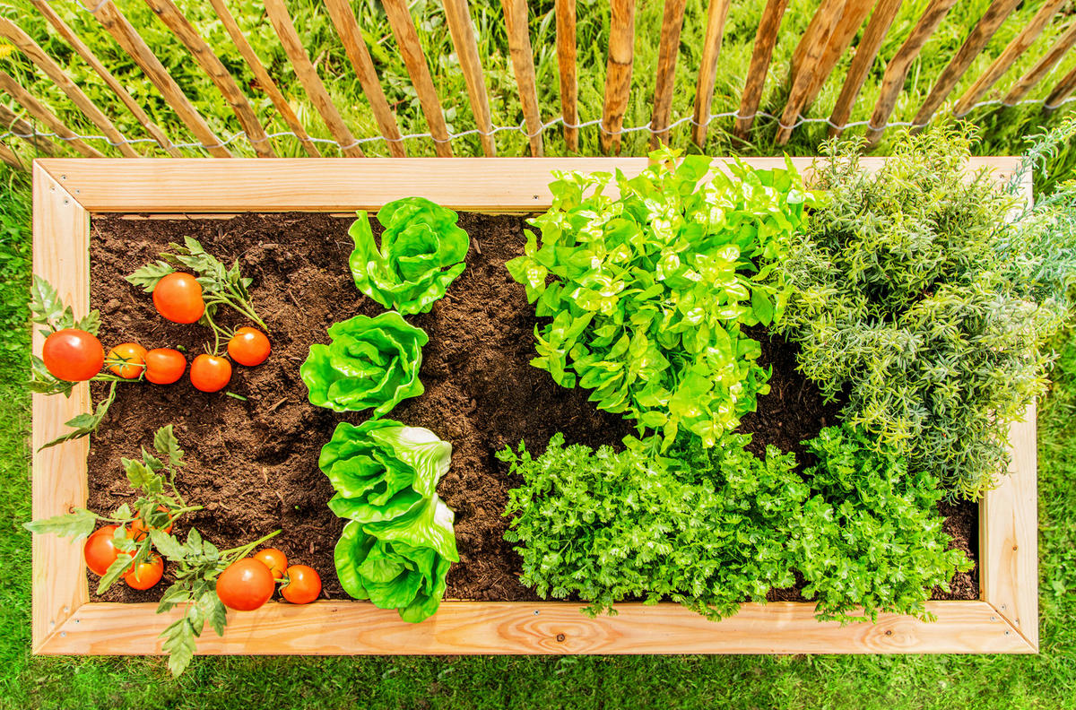 HOCHBEET  - Lärchefarben, Basics, Holz (65/84/130cm) - Ambia Garden