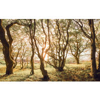 NON WOVEN-TAPET 400/250 cm  - multicolor, Basics (400/250cm) - Komar