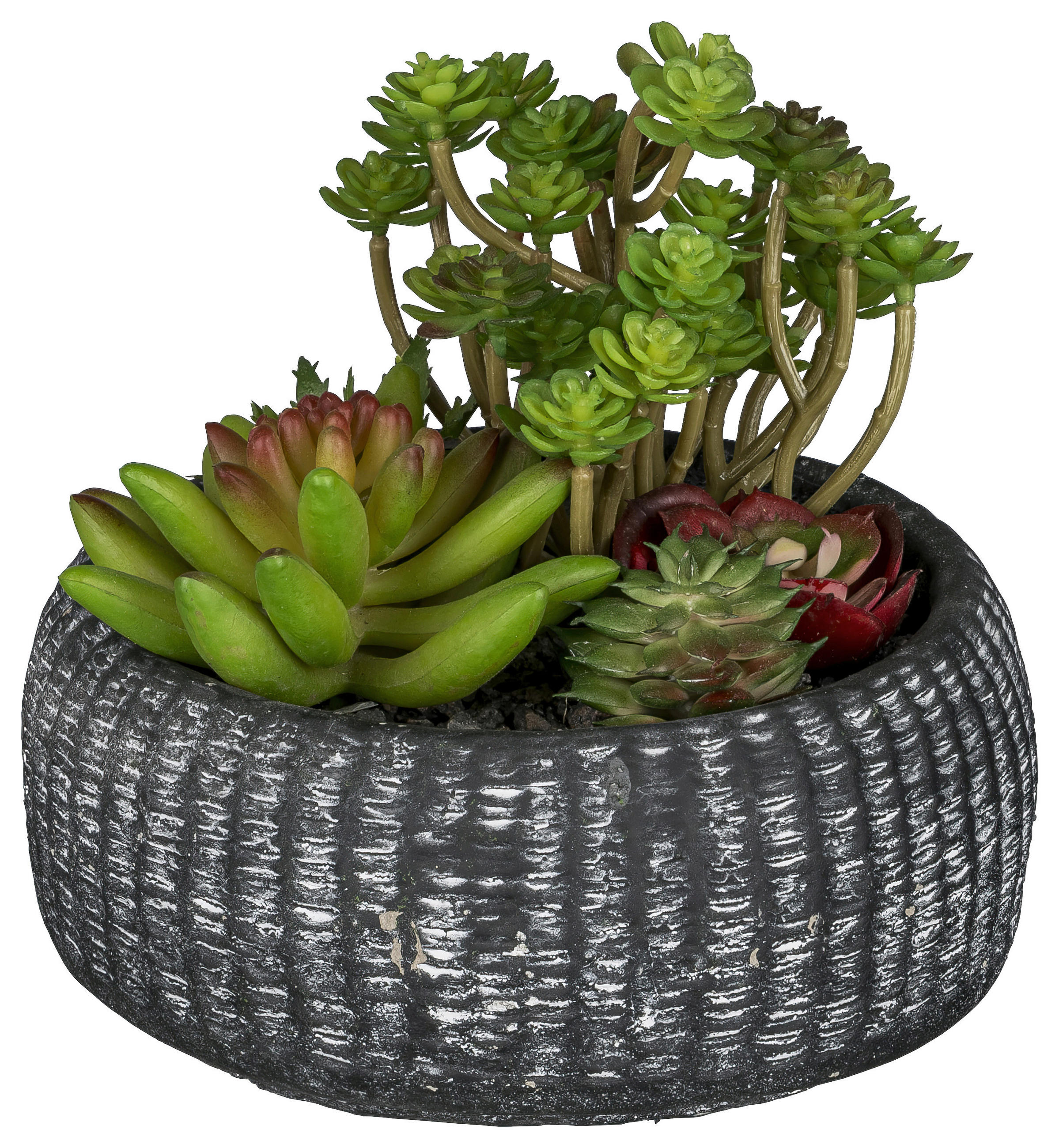 KUNSTPFLANZE Sukkulente 16 cm  - Anthrazit/Grün, Design, Keramik/Kunststoff (16cm)