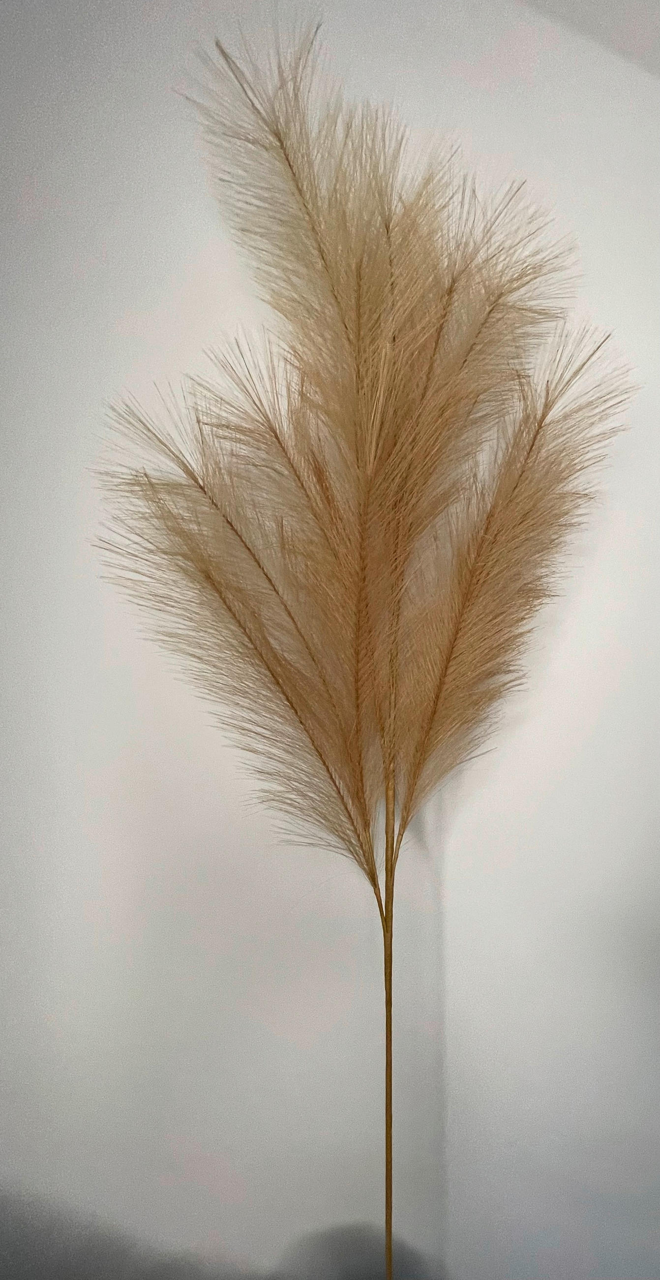KUNSTPFLANZE Pampasgras  - Weiss/Braun, Basics (110cm)