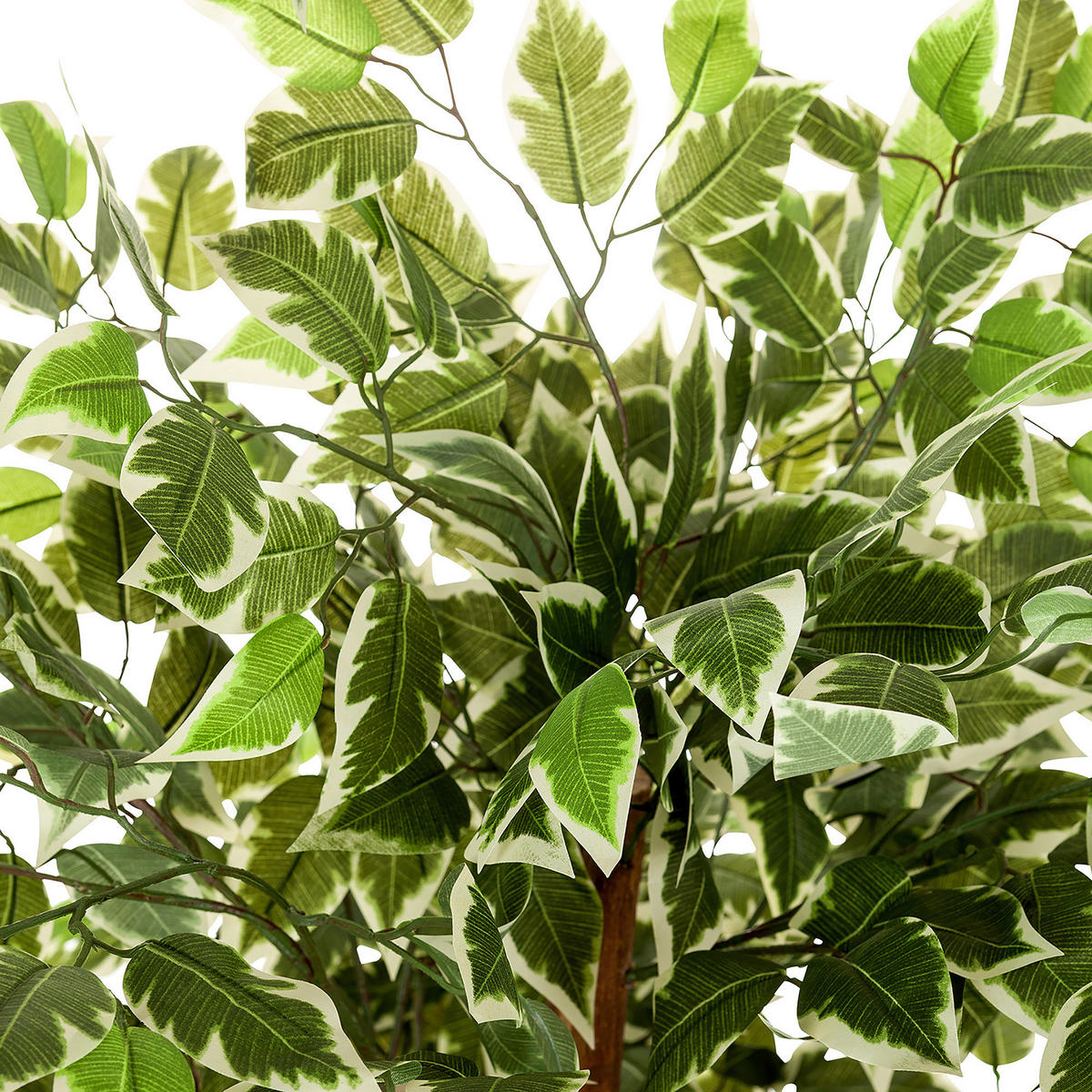 KONSTVÄXT Ficus Benjamina  - vit/grön, Basics, plast (80/165/80cm) - MID.YOU