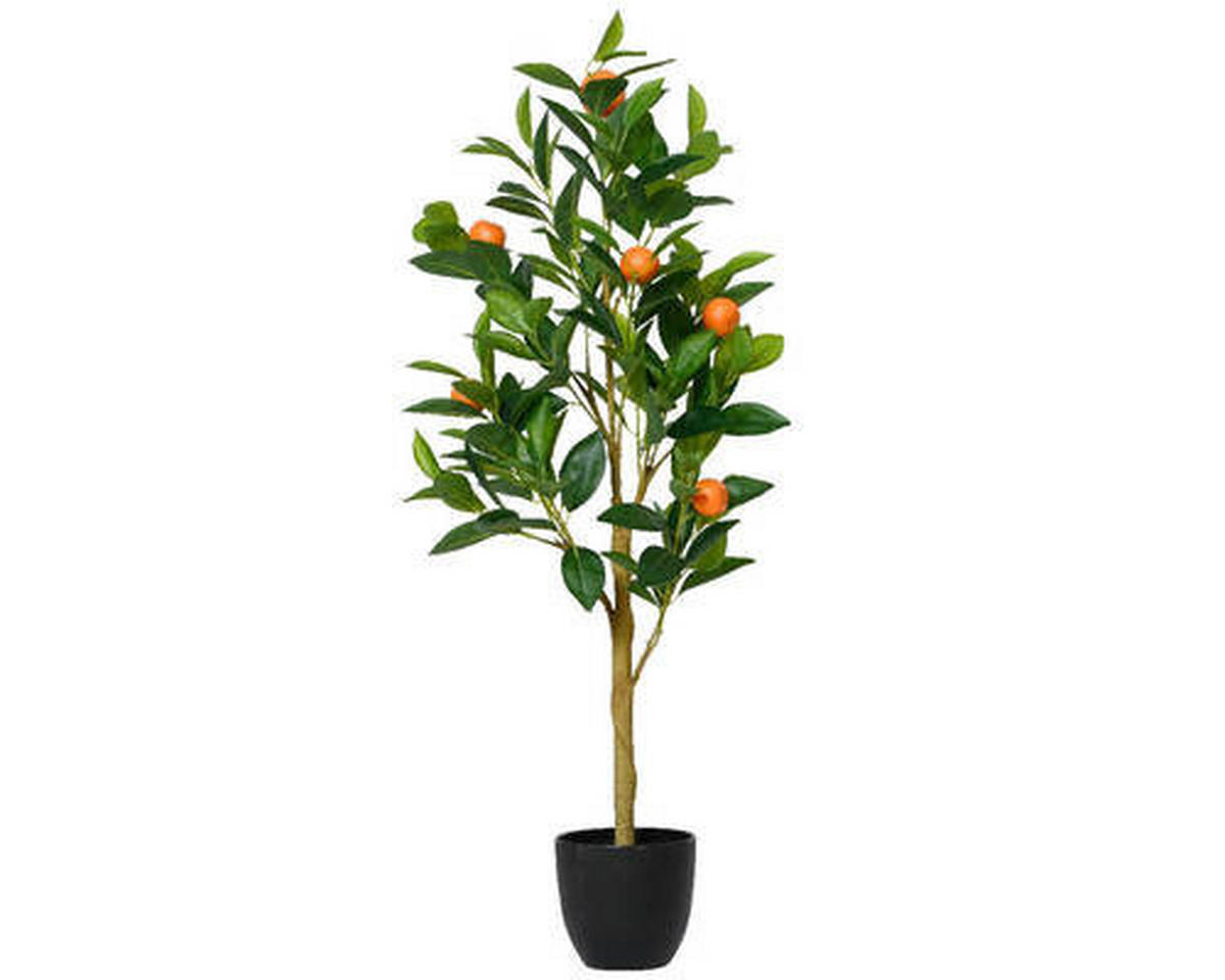 ORANGENBAUM  - Basics (35,00/25,00/90,00cm) - Ambia Home