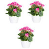 KUNSTPFLANZE Geranie 24 cm  - Pink/Weiß, Design, Keramik/Kunststoff (24cm) - P & B