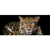 OBRAZ NA SKLE, zvířata, 50/125 cm  - Design, sklo (50/125cm) - Euroart