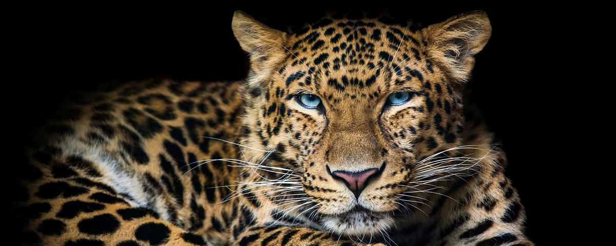 OBRAZ NA SKLE, zvířata, 50/125 cm  - Design, sklo (50/125cm) - Euroart