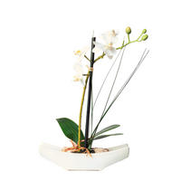 KUNSTBLUME Orchidee  - Creme/Weiß, Basics, Kunststoff (ca 30cm)