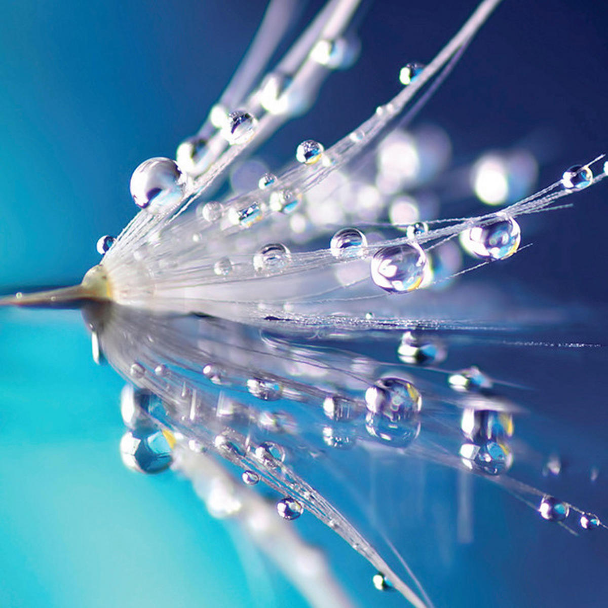 OBRAZ NA SKLE, květiny, 20/20/1,40 cm - vícebarevná, Natur, sklo (20/20/1,40cm) - Euroart