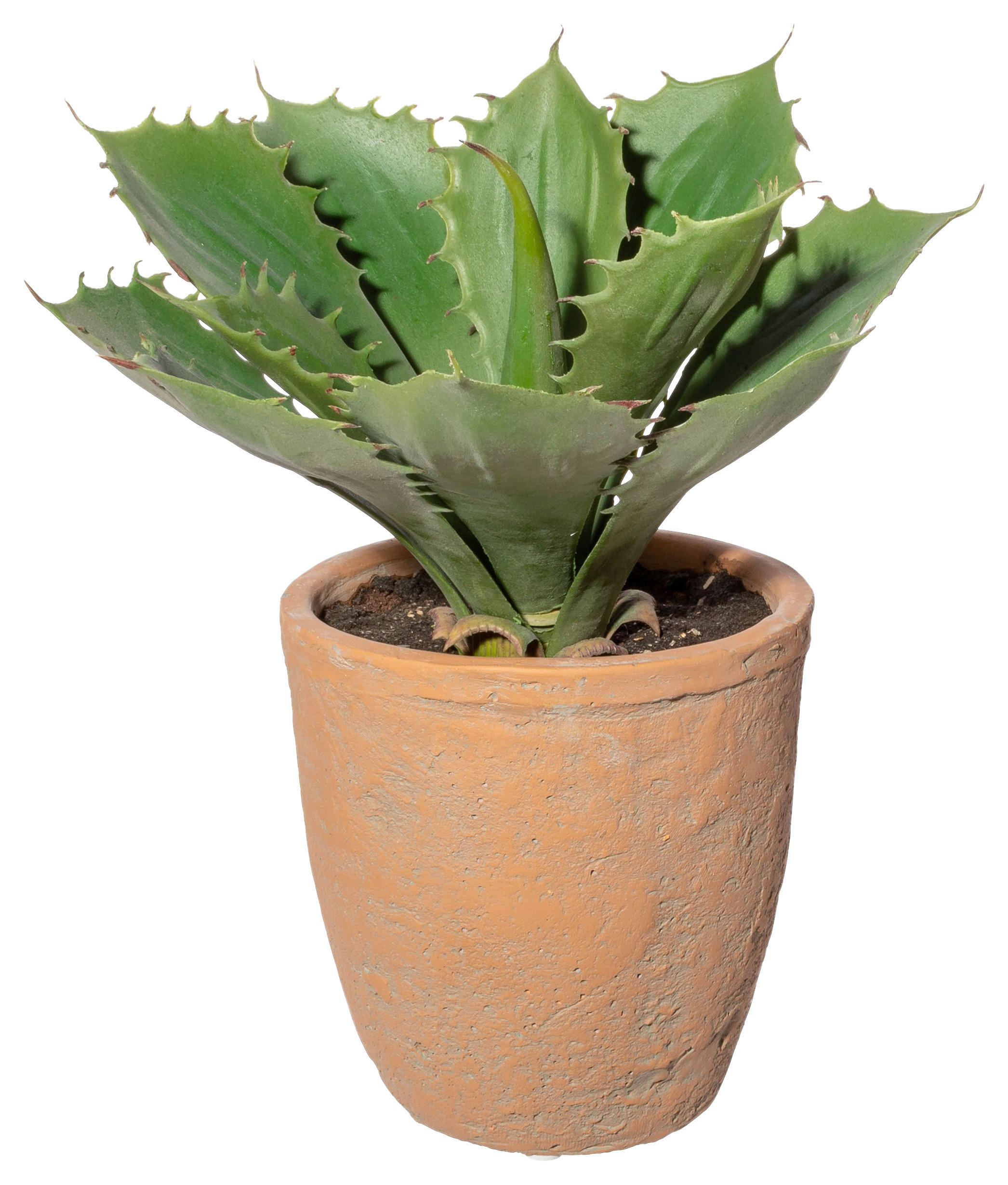 KUNSTPFLANZE Sukkulente 25 cm  - Naturfarben/Grün, Design, Keramik/Kunststoff (25cm) - P & B